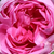 Roza - Centifolia vrtnice - Bullata